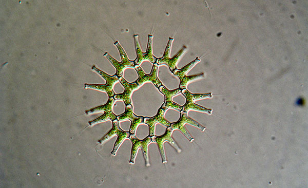 En koloni av grönalgen Pediastrum duplex