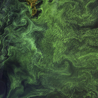 Blomning av cyanobakterier i Egentliga Östersjön