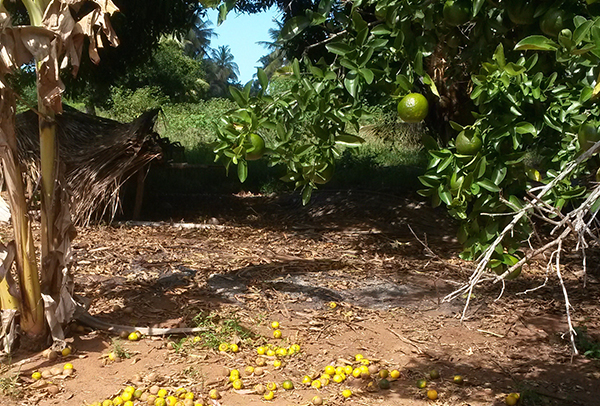 Tangeriner i Inhambane (500 kilometer norr om Maputo). Tangeriner är citrusfrukter vilka är svåra att torka direkt i solen på traditionellt vis.