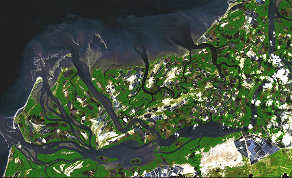 Mangrovekust i Ekvador 1991