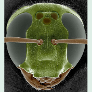 Det tropiska biet Megalopta genalis kan uppfatta ljusintensiteter som är 100 miljoner gånger svagare än dagsljus. Bild tagen med svepelektronmikroskop av Rita Wallén (färgad av Eric Warrant).