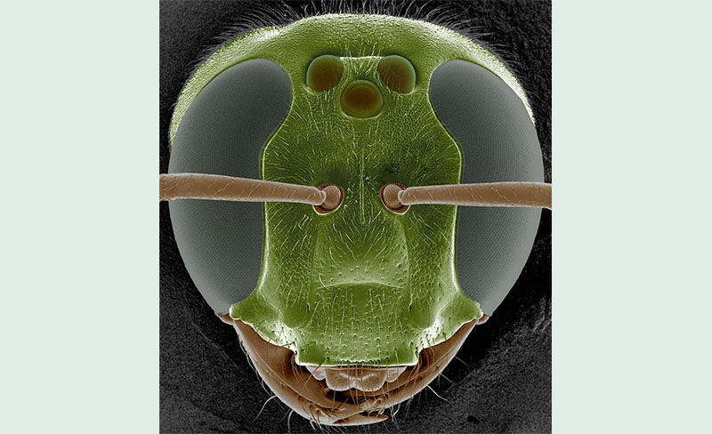 Det tropiska biet Megalopta genalis kan uppfatta ljusintensiteter som är 100 miljoner gånger svagare än dagsljus. Bild tagen med svepelektronmikroskop av Rita Wallén (färgad av Eric Warrant).