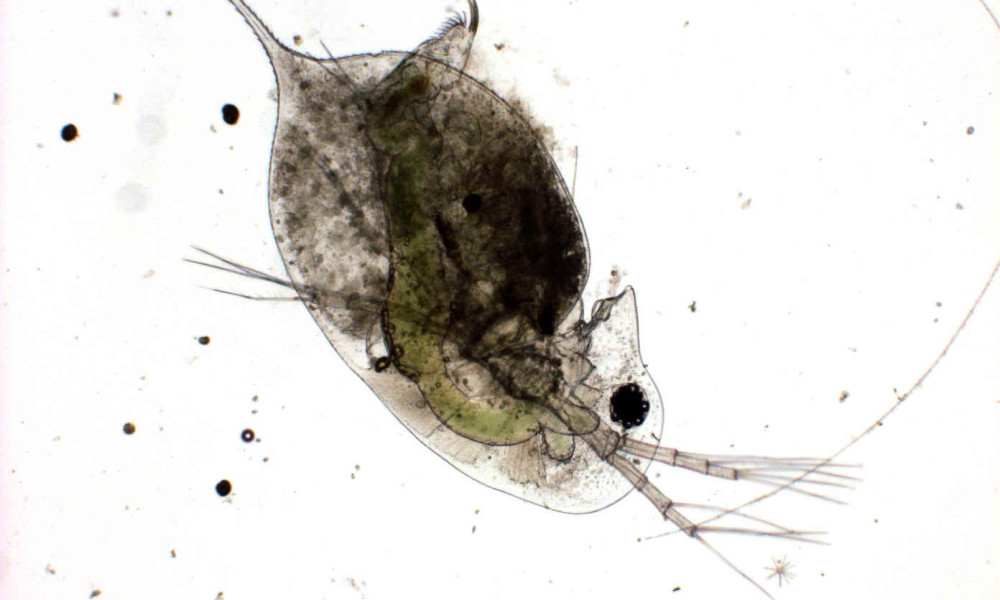 Daphnia magna är ett stort zooplankton på upp till 6 mm lång.