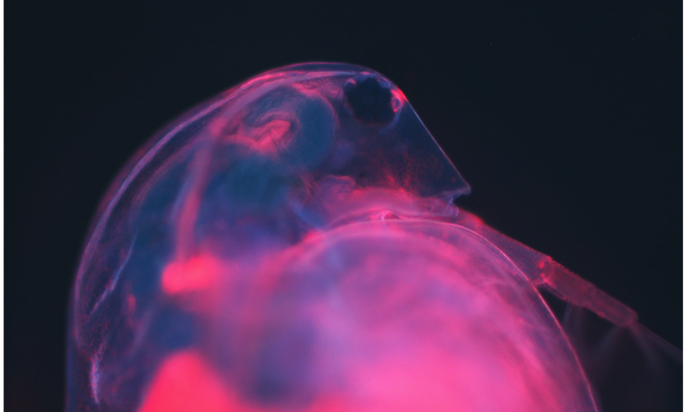 An optical microscope image of the water flea Daphnia magna, which has been marked with red fluorescent quantum dots.