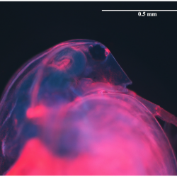 An optical microscope image of the water flea Daphnia magna, which has been marked with red fluorescent quantum dots.