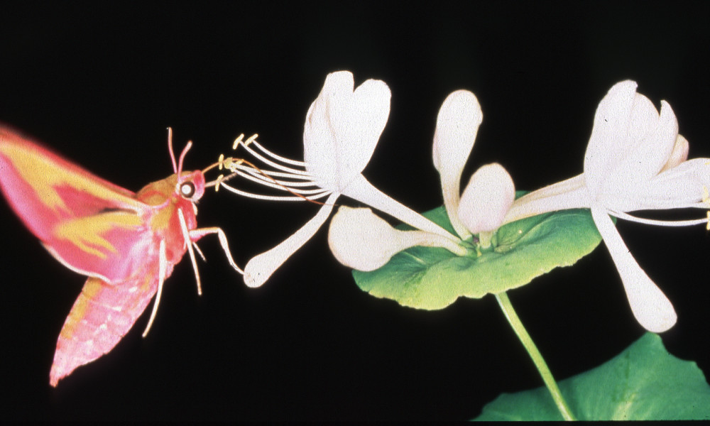Snabelsvärmare, Deilephila elpenor, kan inte bara se bra på natten de kan också urskilja blommornas färg i ljuset från stjärnorna. Foto: Michael Pfaff