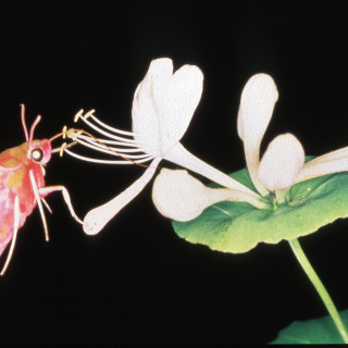 Snabelsvärmare, Deilephila elpenor, kan inte bara se bra på natten de kan också urskilja blommornas färg i ljuset från stjärnorna. Foto: Michael Pfaff