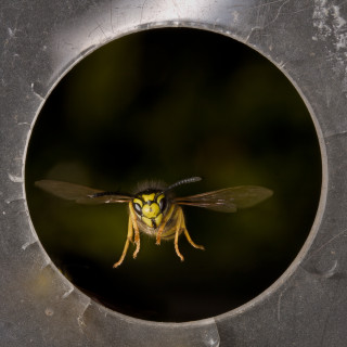 En geting flyger lätt igenom en öppning som inte är mycket större än dess vingbredd. Foto: Antoine Beyeler