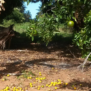 Tangeriner i Inhambane (500 kilometer norr om Maputo). Tangeriner är citrusfrukter vilka är svåra att torka direkt i solen på traditionellt vis.